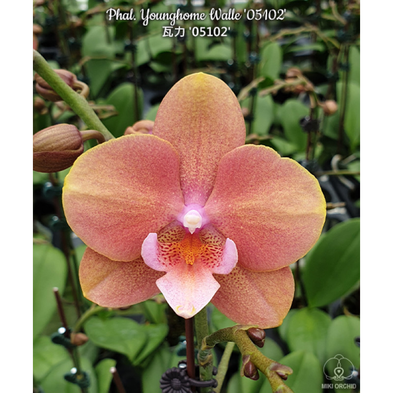 Орхидея Phal. Younghome Walle 05102 big lip - купить